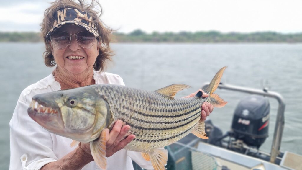 Tiger Fish Tiger Fish